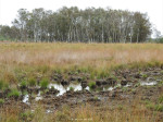 Wierdense Veld